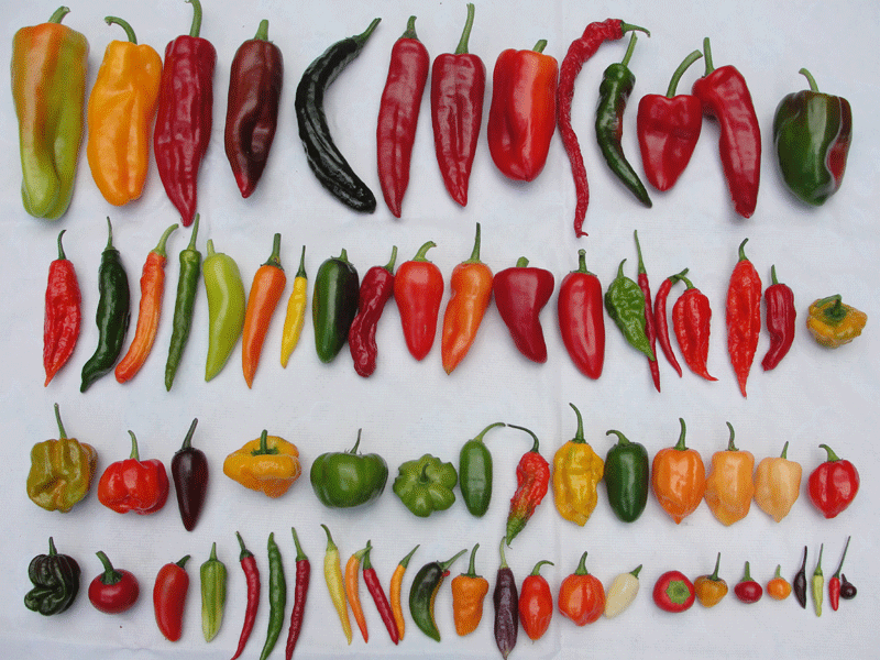 Pepper Types