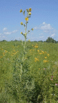 Not our compass plant, but it could be.