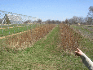 Raspberry rows in April at Michael Fields Agricultural Institute